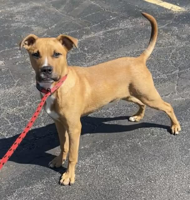 Charlie, adoptable, Puppy Male Hound.