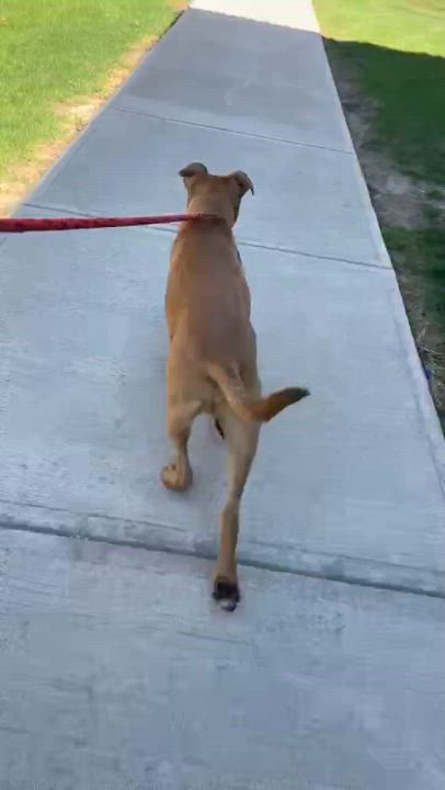 Enlarge Charlie, an adoptable mixed breed in Parma, OH video 3/3