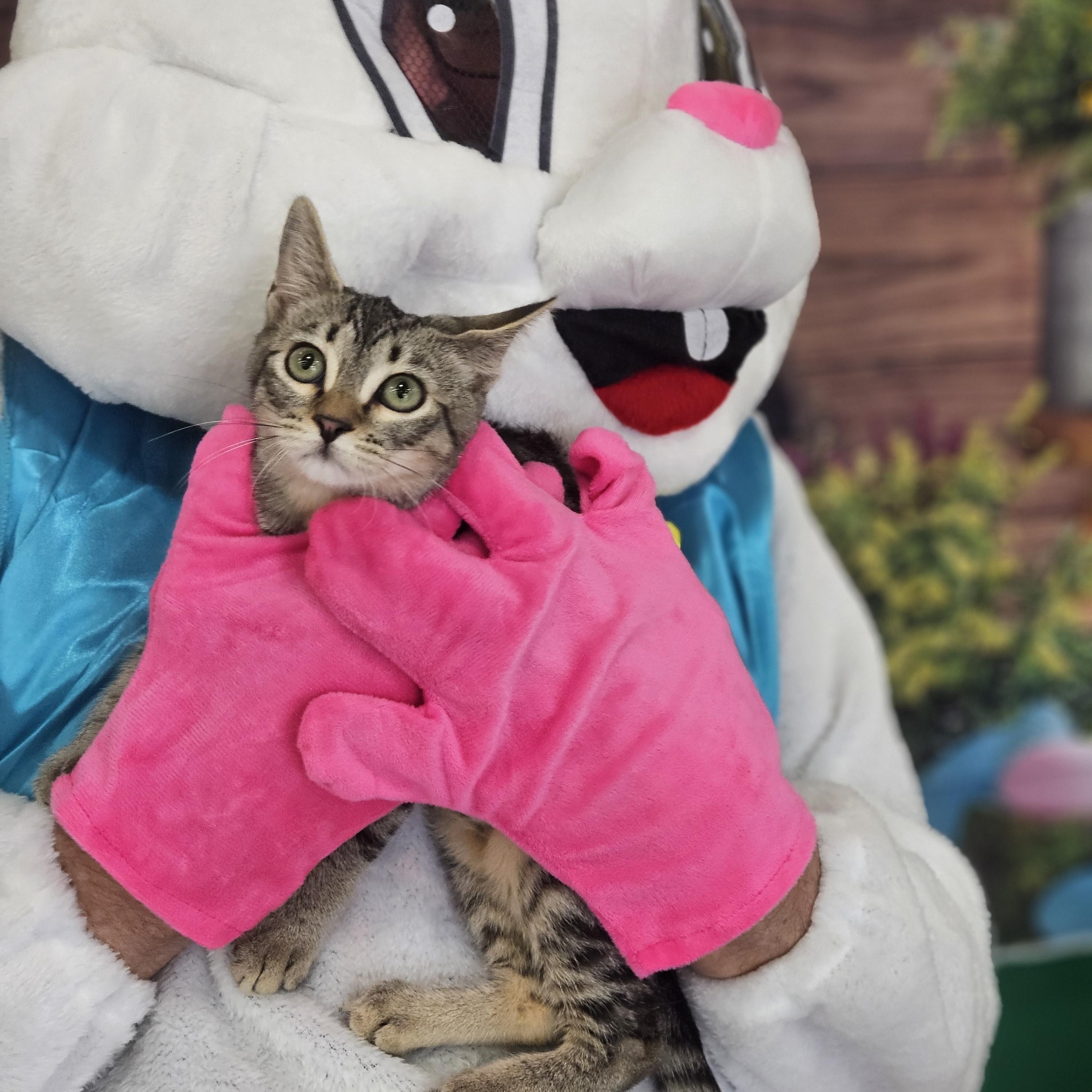 Enlarge Luna Glober Trotter , an adopted Tabby in Phoenix, AZ image 3/4