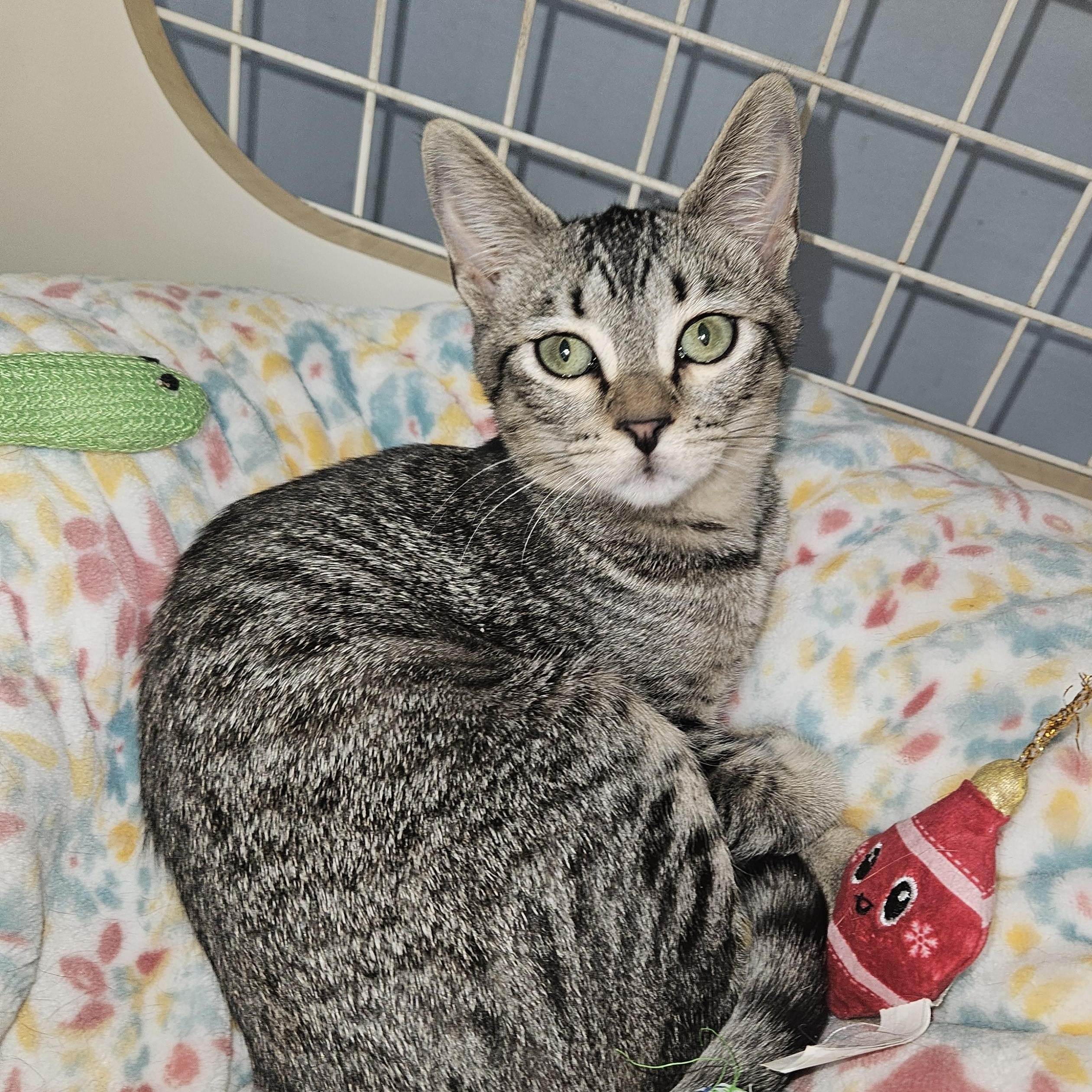 Enlarge Luna Glober Trotter , an adopted Tabby in Phoenix, AZ image 4/4