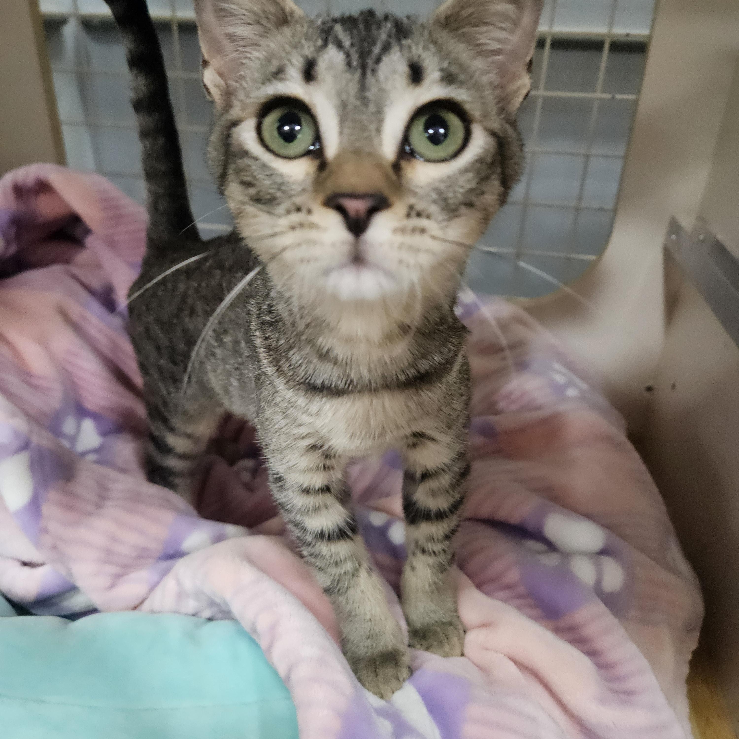 Enlarge Luna Glober Trotter , an adopted Tabby in Phoenix, AZ image 2/4