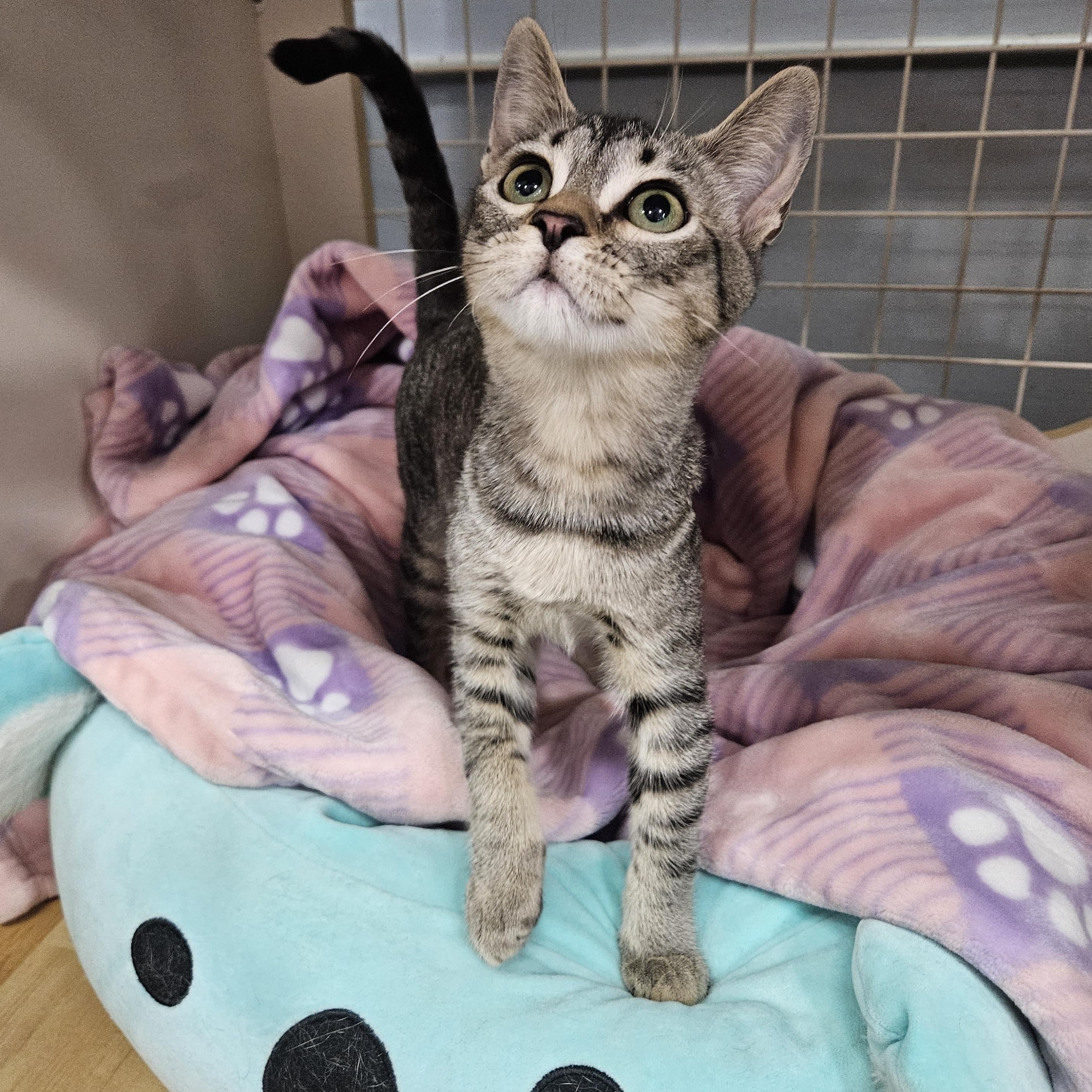 Enlarge Luna Glober Trotter , an adopted Tabby in Phoenix, AZ image 1/4