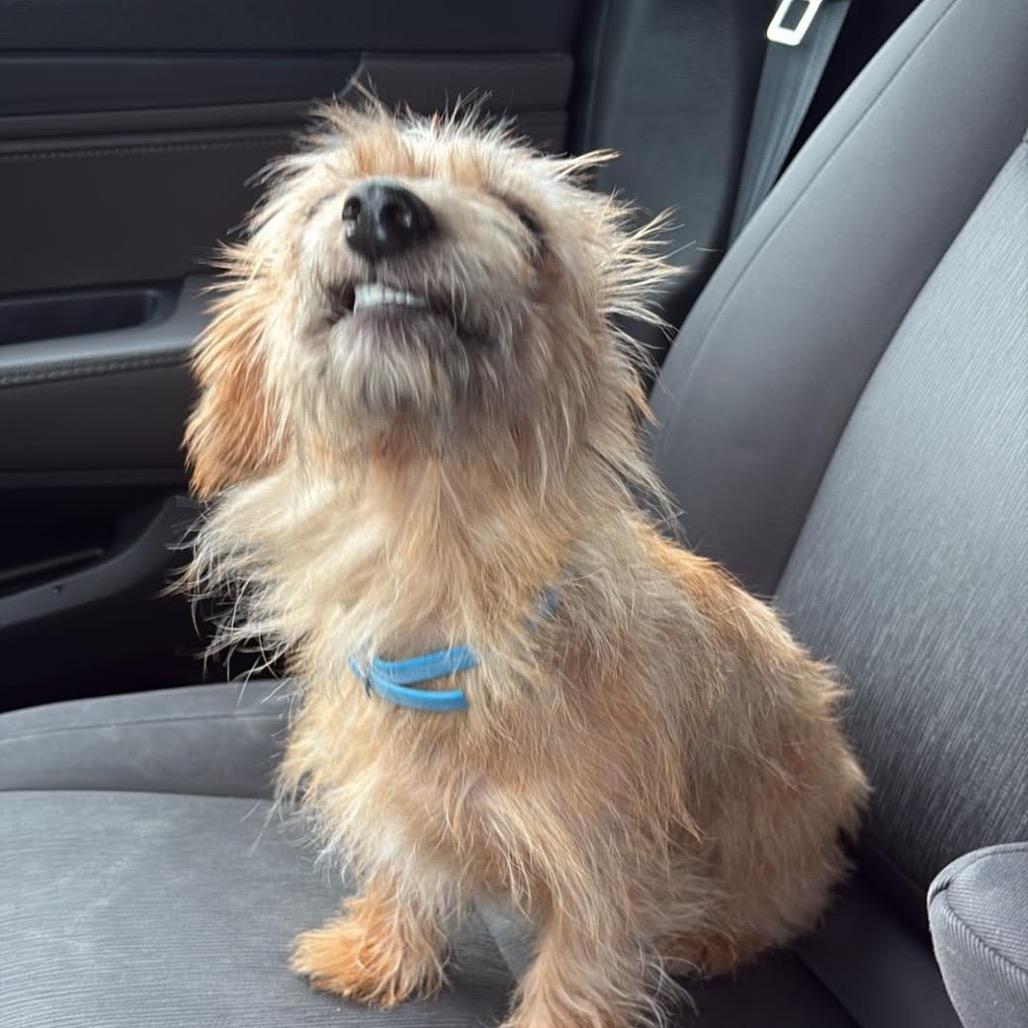 SuzyQ, Adoptable, Adult Female Dachshund (Miniature Long Haired) & Mixed Breed.