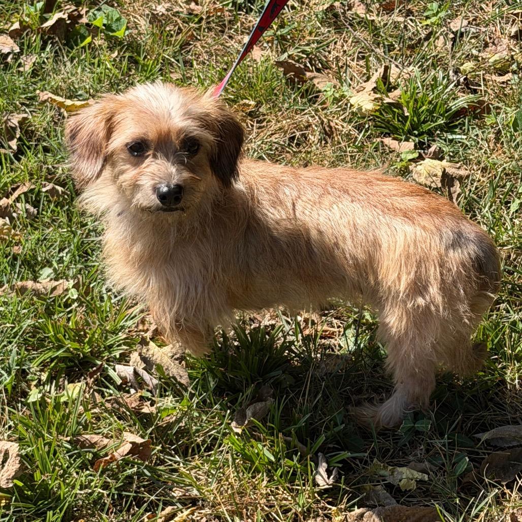 Enlarge SuzyQ, a Adoptable mixed breed in Kansas City, MO image 2/2