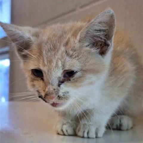 Beep, Adoptable, Kitten Female Domestic Short Hair.