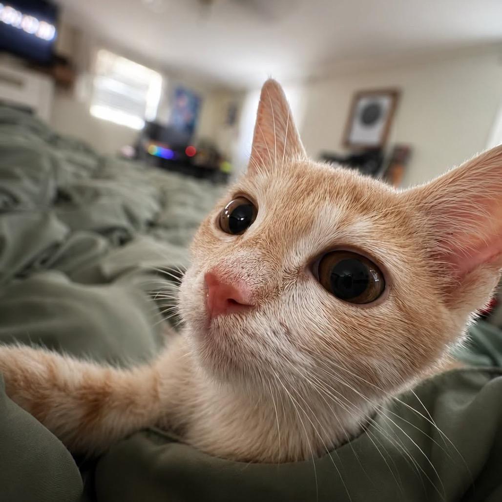 Enlarge Beep, a Adoptable Domestic Short Hair in Lutz, FL image 3/3