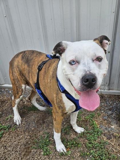 Enlarge Bella Jo, a ADOPTABLE mixed breed in Inverness, FL image 2/2