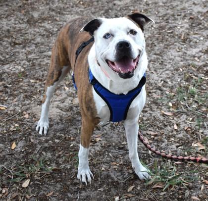 Bella Jo, ADOPTABLE, Adult Female Pit Bull Terrier & American Staffordshire Terrier.