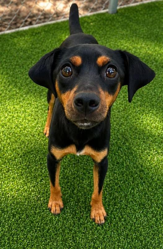 Enlarge Poppy Seed, an adopted Miniature Pinscher in Cochran, GA image 1/1