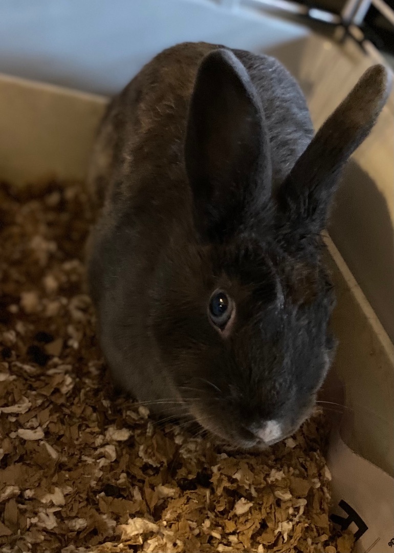 Enlarge Momma, a Adoptable American in Middle Island, NY image 1/4