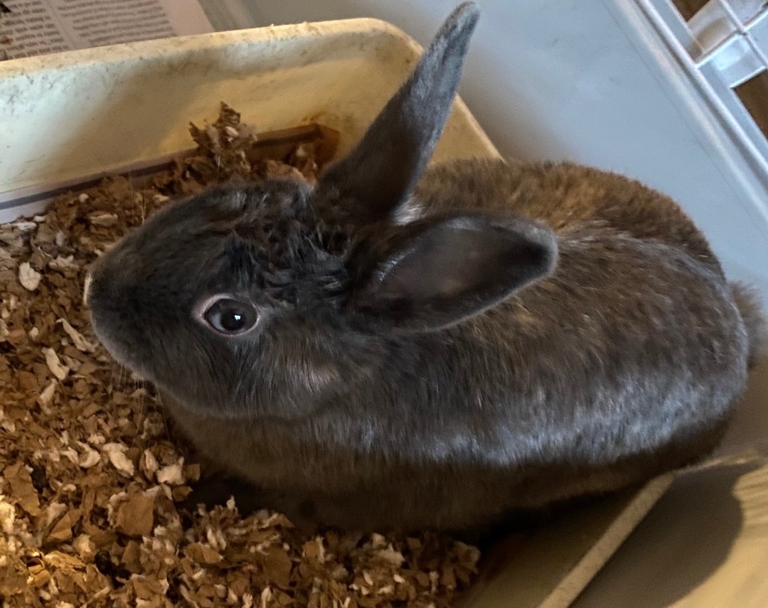 Enlarge Momma, a Adoptable American in Middle Island, NY image 2/4