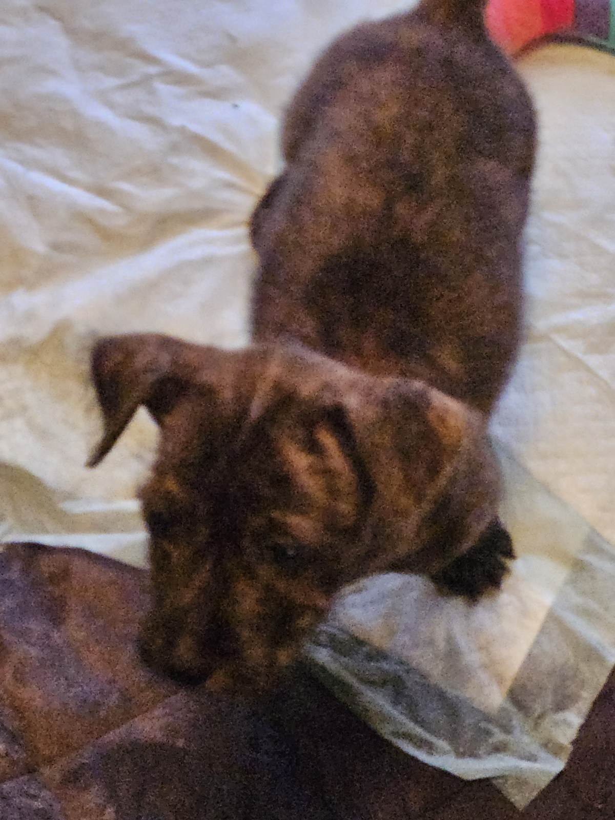 Enlarge Cody, a Adopted Wirehaired Terrier in Ville platte, LA image 1/6