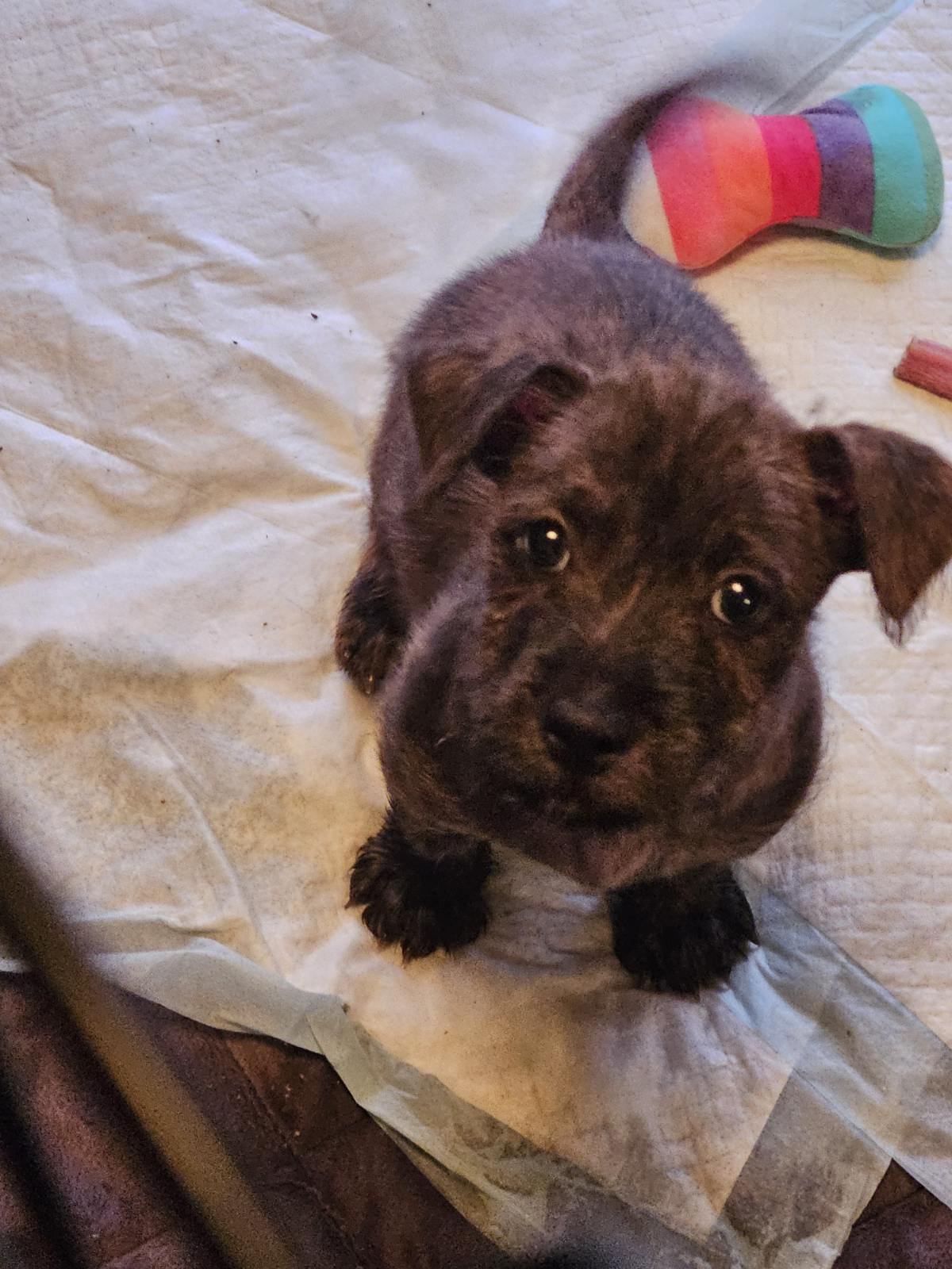 Enlarge Cody, a Adopted Wirehaired Terrier in Ville platte, LA image 2/6