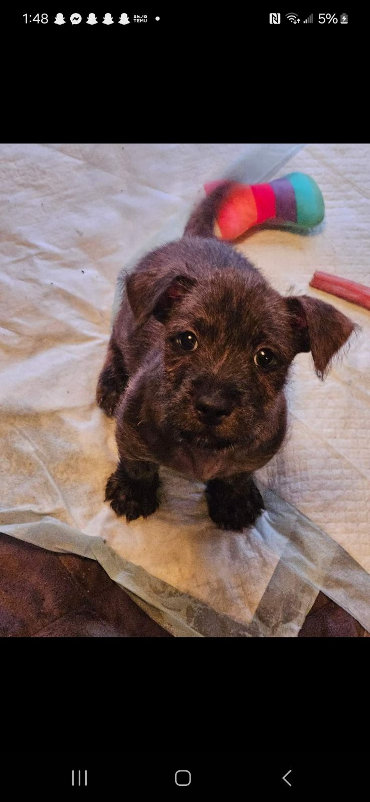 Enlarge Cody, a Adopted Wirehaired Terrier in Ville platte, LA image 3/6