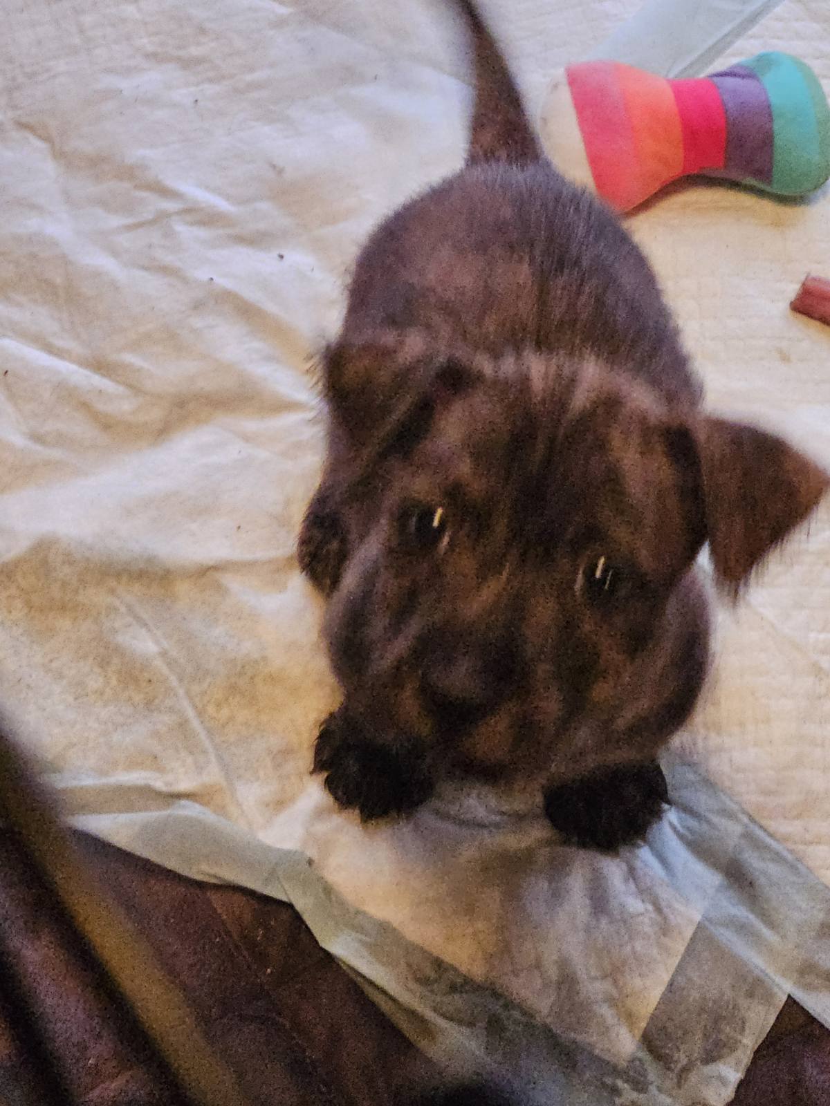 Enlarge Cody, a Adopted Wirehaired Terrier in Ville platte, LA image 4/6