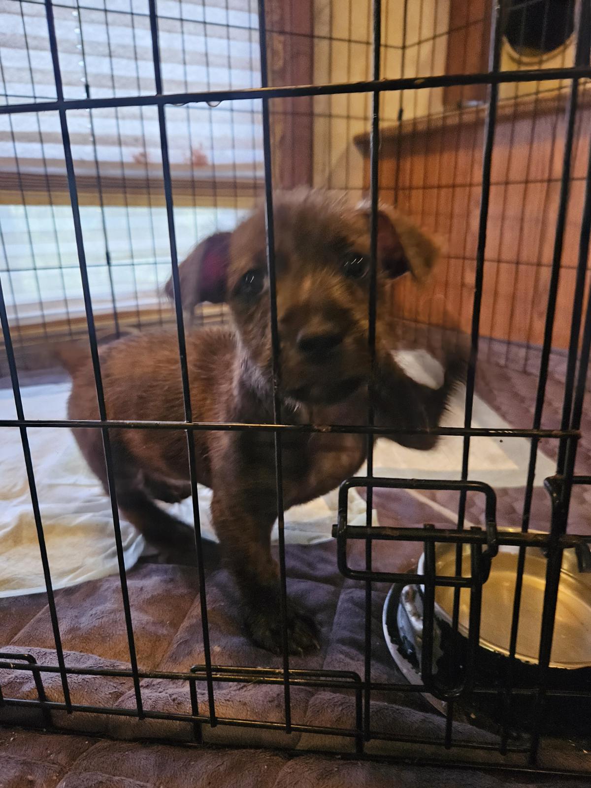 Enlarge Cody, a Adopted Wirehaired Terrier in Ville platte, LA image 5/6