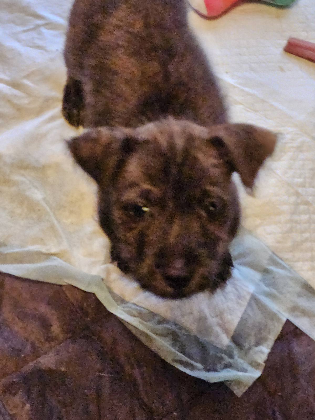 Enlarge Cody, a Adopted Wirehaired Terrier in Ville platte, LA image 6/6