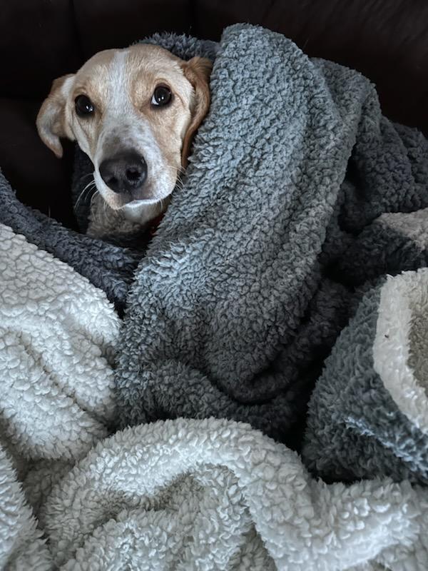 Daphne, a Adoptable Labrador Retriever in Carlin, NV image 3/6