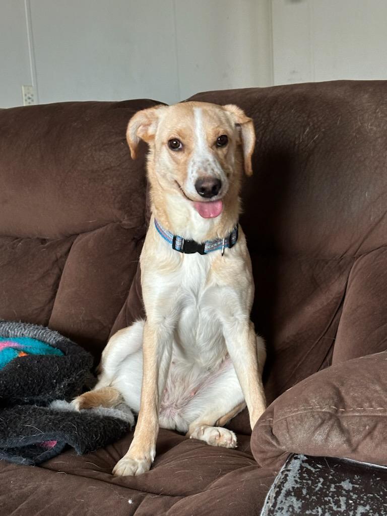 Daphne, a Adoptable Labrador Retriever in Carlin, NV image 4/6