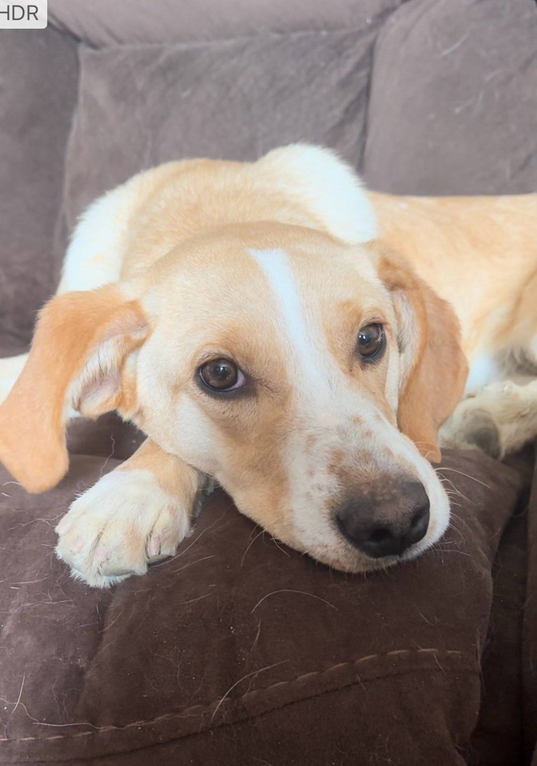 Daphne, a Adoptable Labrador Retriever in Carlin, NV image 5/6