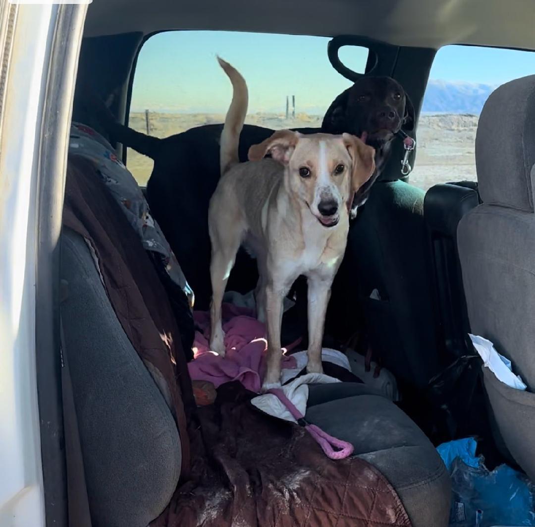 Daphne, a Adoptable Labrador Retriever in Carlin, NV image 6/6