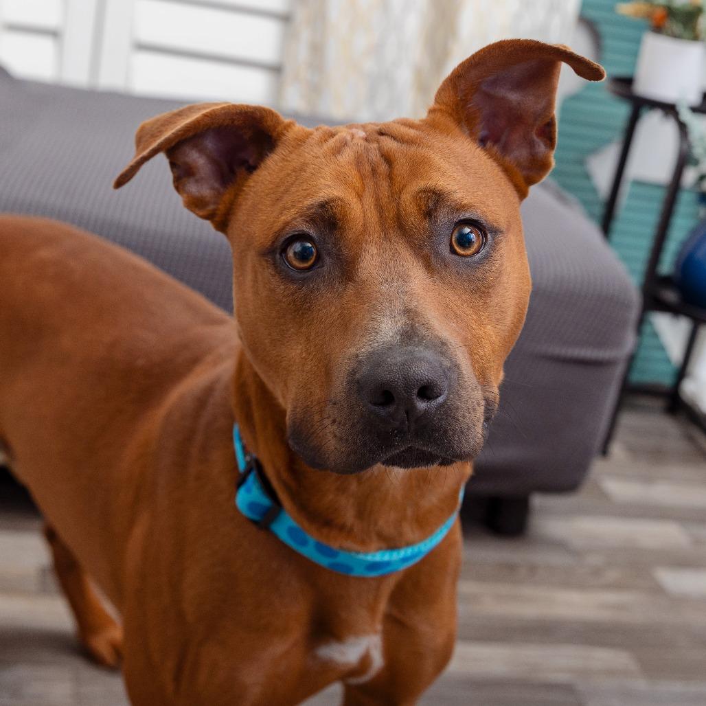 Ryu, Adoptable, Adult Male Pit Bull Terrier.