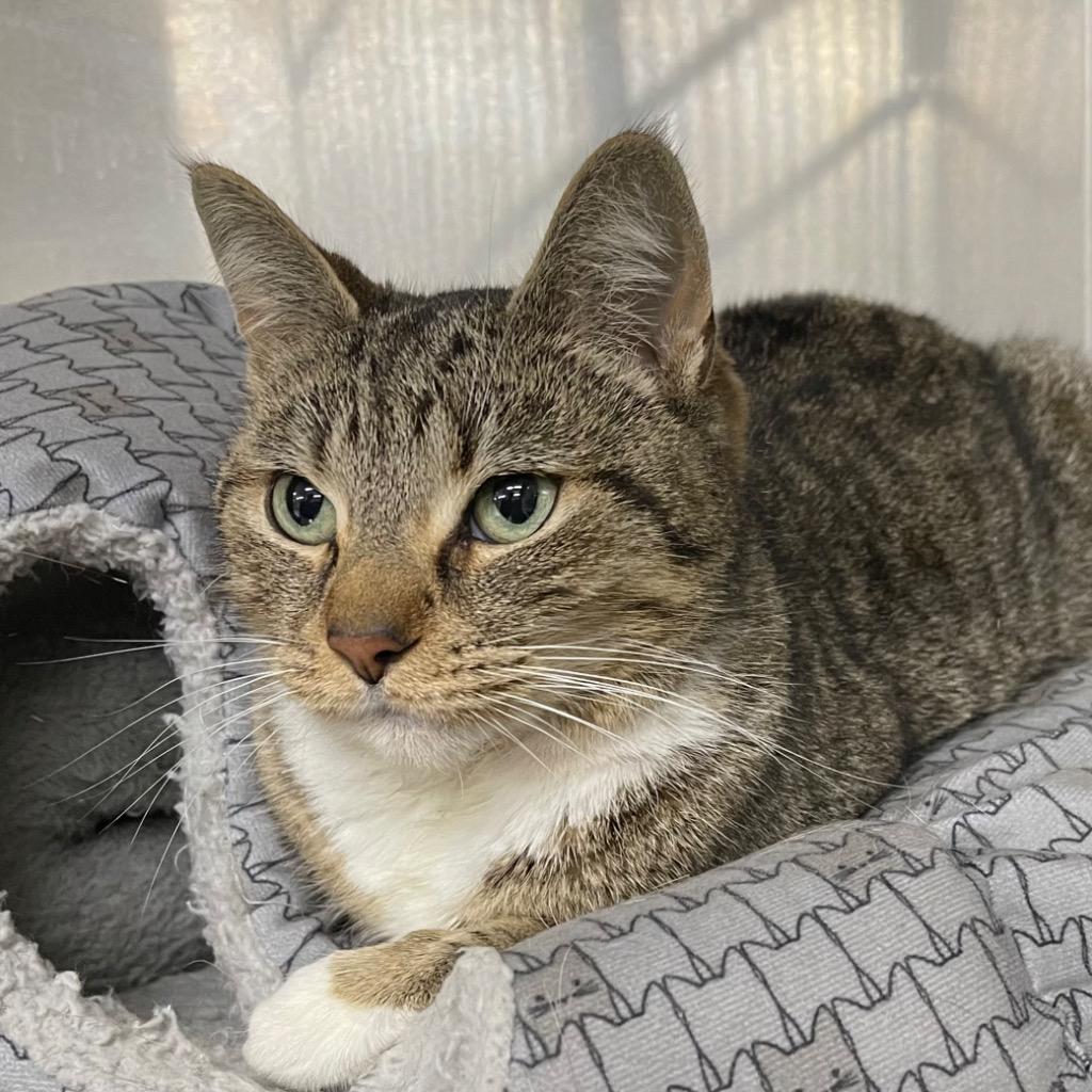 Enlarge POMMEROY, a Adoptable mixed breed in Battle Creek, MI image 1/3