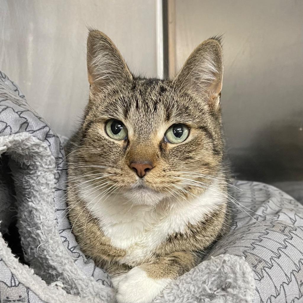 Enlarge POMMEROY, a Adoptable mixed breed in Battle Creek, MI image 2/3