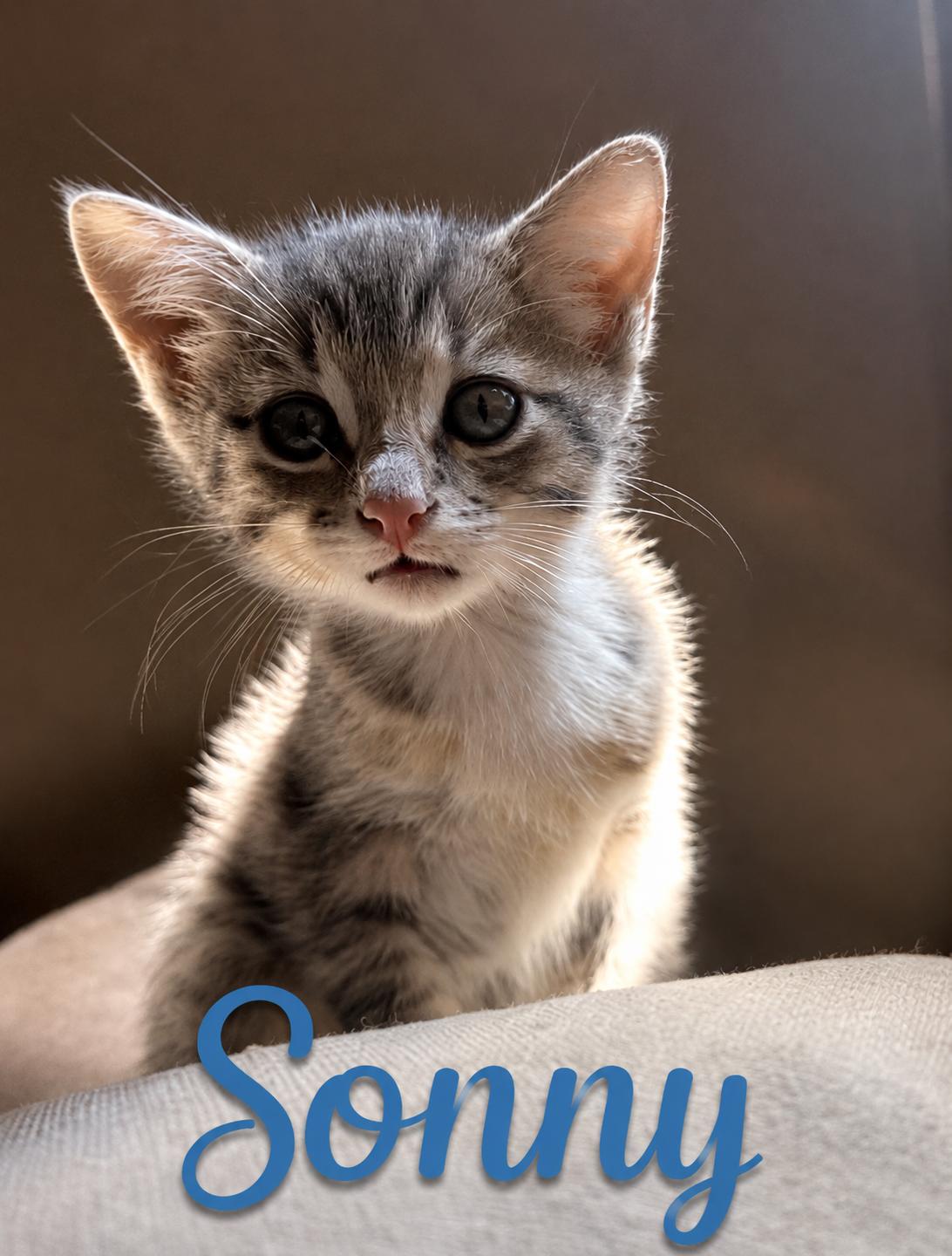 Sonny photo