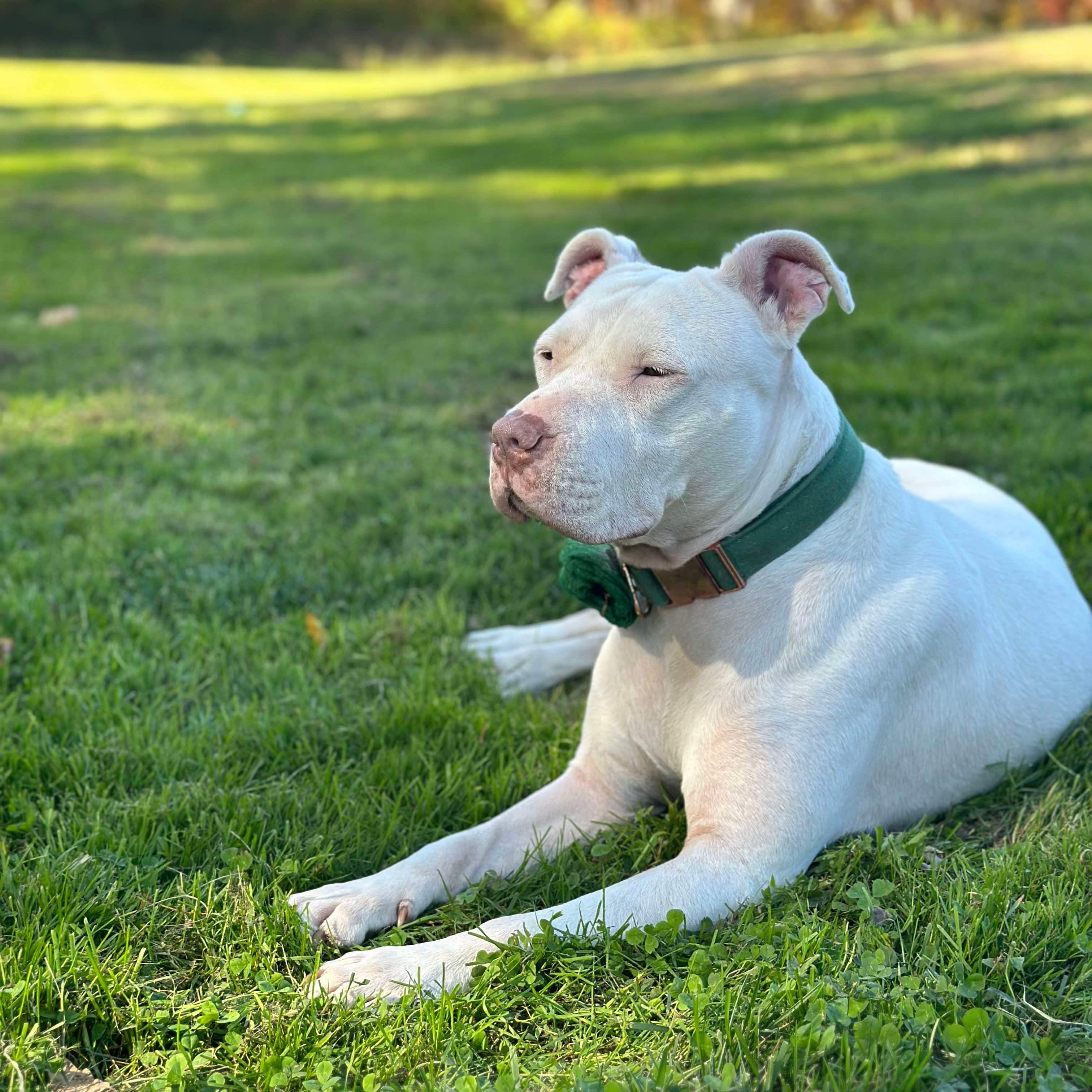 Gemma, a Adoptable mixed breed in Darien, CT image 5/6
