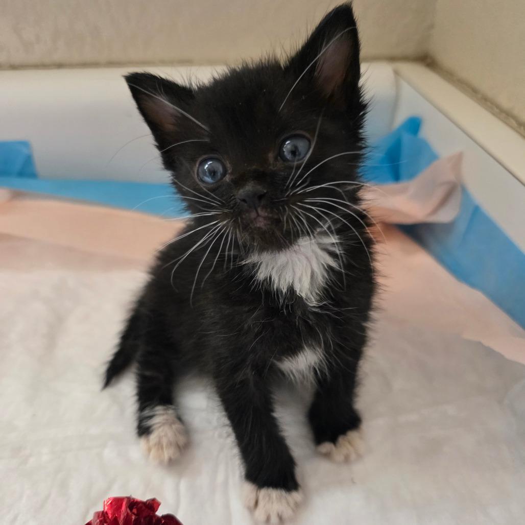 Sozo, Adoptable, Kitten Male Domestic Short Hair.