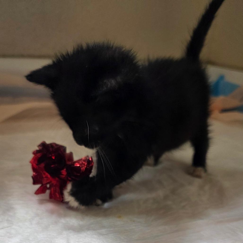 Enlarge Sozo, a Adoptable Domestic Short Hair in Escondido, CA image 2/6