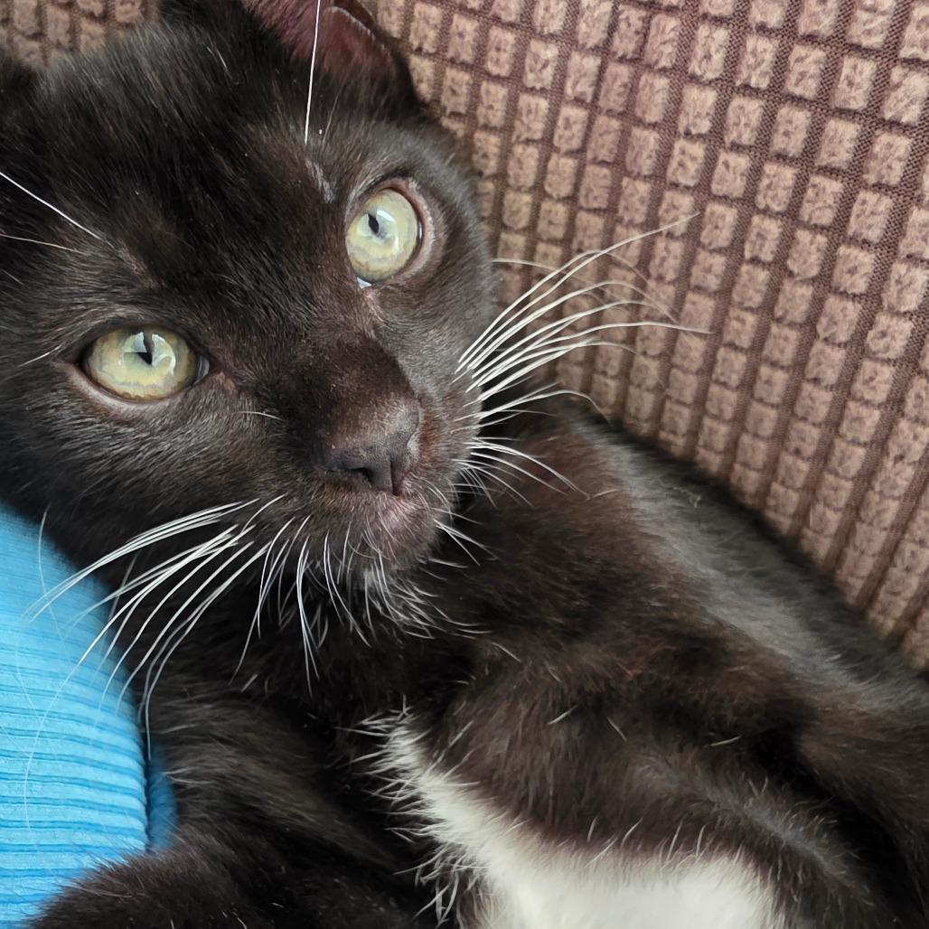 Sozo, a Adoptable Domestic Short Hair in Escondido, CA image 3/6