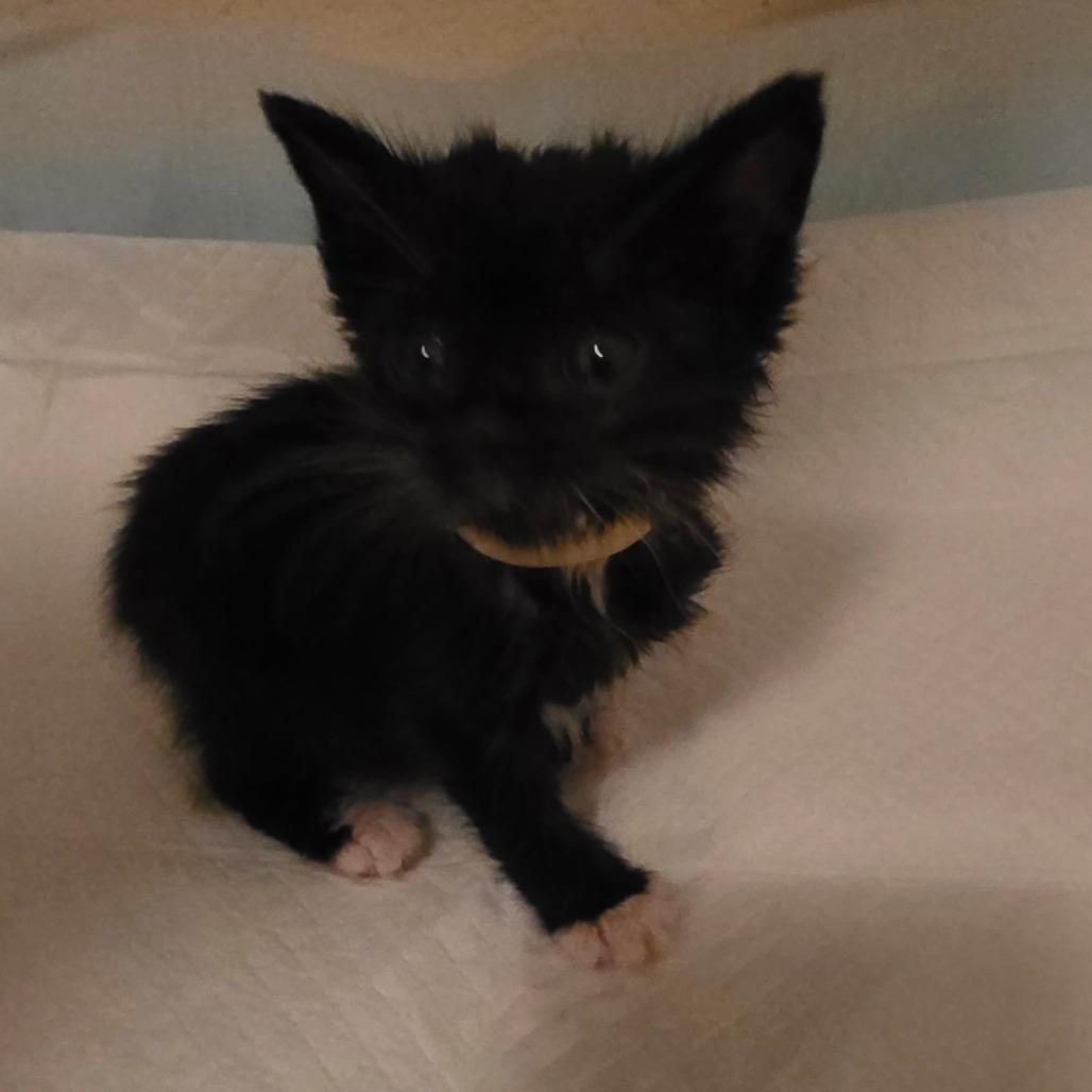 Enlarge Sozo, a Adoptable Domestic Short Hair in Escondido, CA image 3/6
