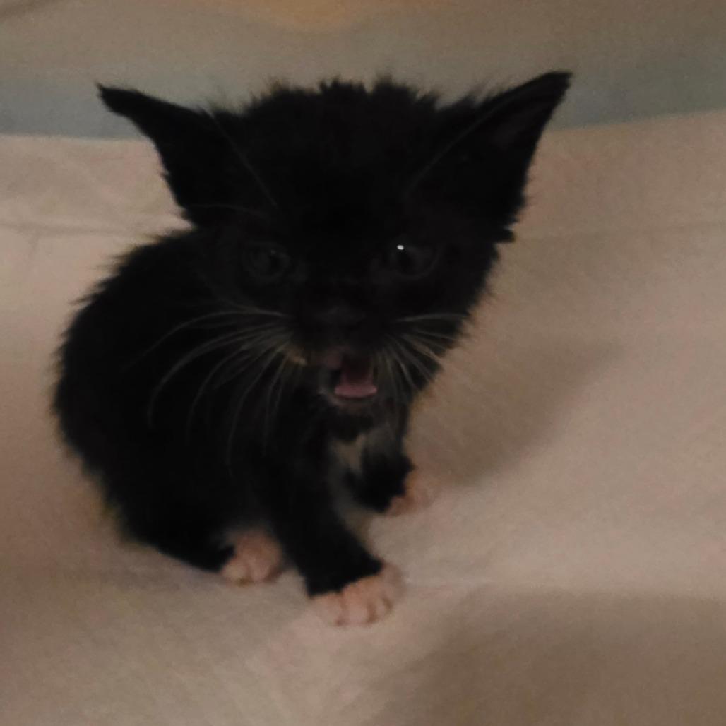 Enlarge Sozo, a Adoptable Domestic Short Hair in Escondido, CA image 4/6