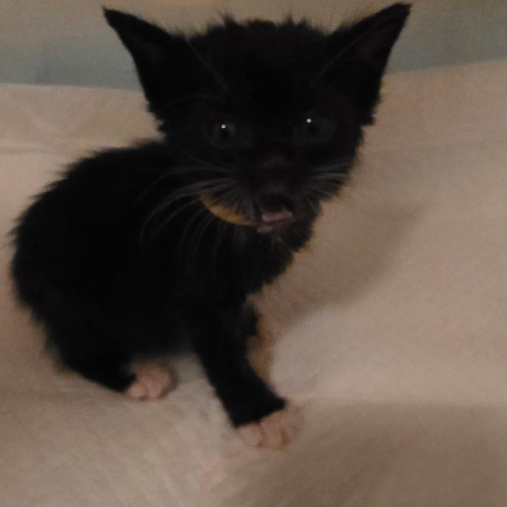 Enlarge Sozo, a Adoptable Domestic Short Hair in Escondido, CA image 5/6