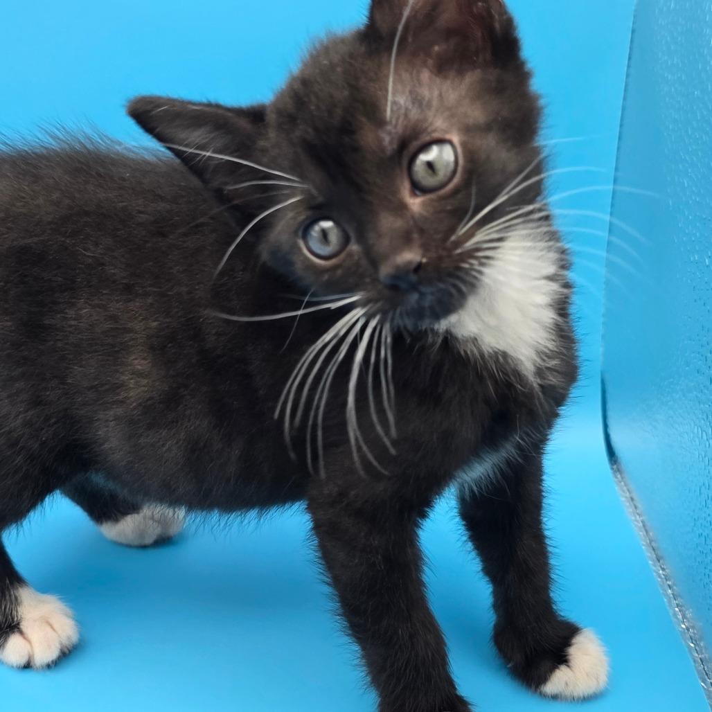 Enlarge Sozo, a Adoptable Domestic Short Hair in Escondido, CA image 6/6