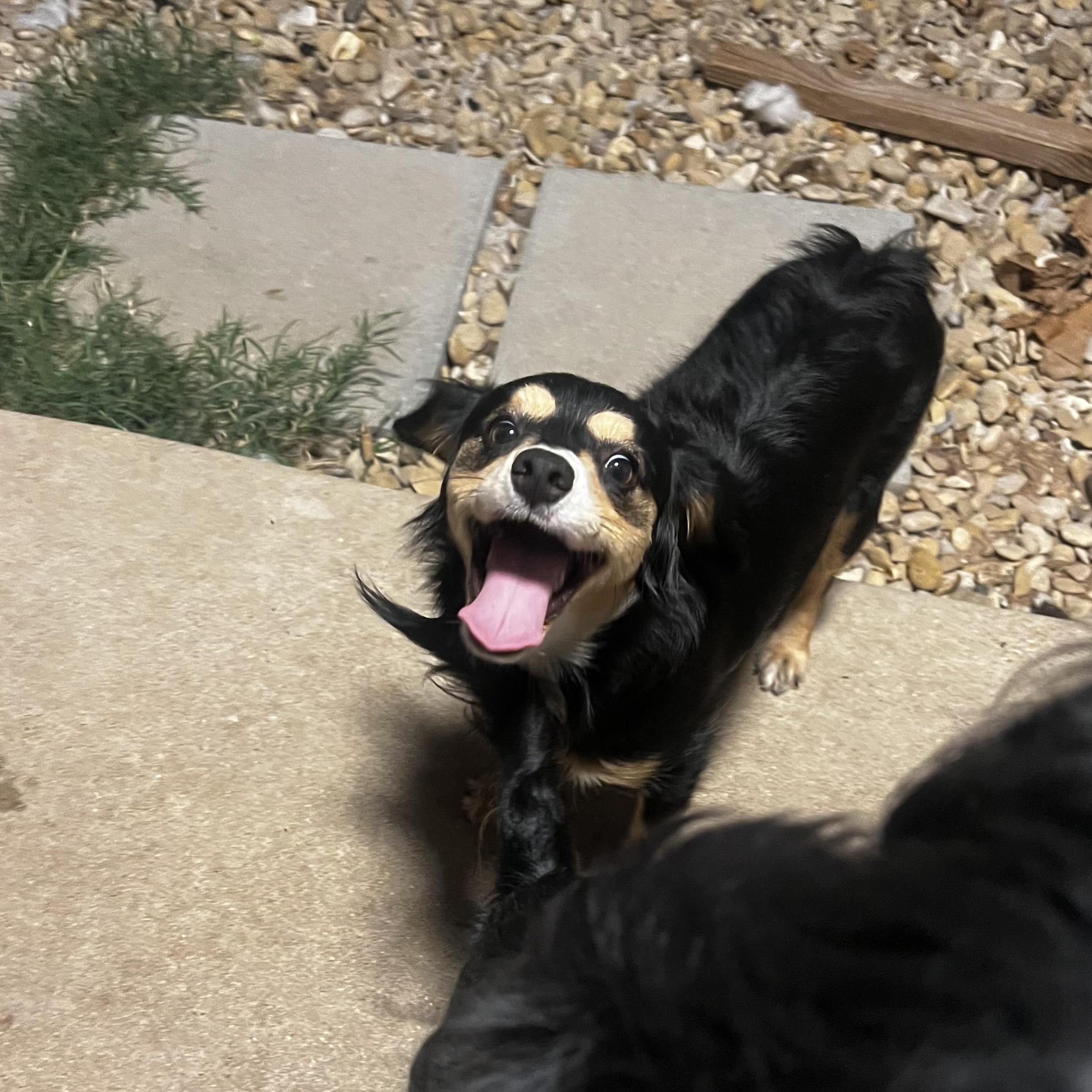 Enlarge Chanel Grace, a Adopted mixed breed in Temple, TX image 1/5