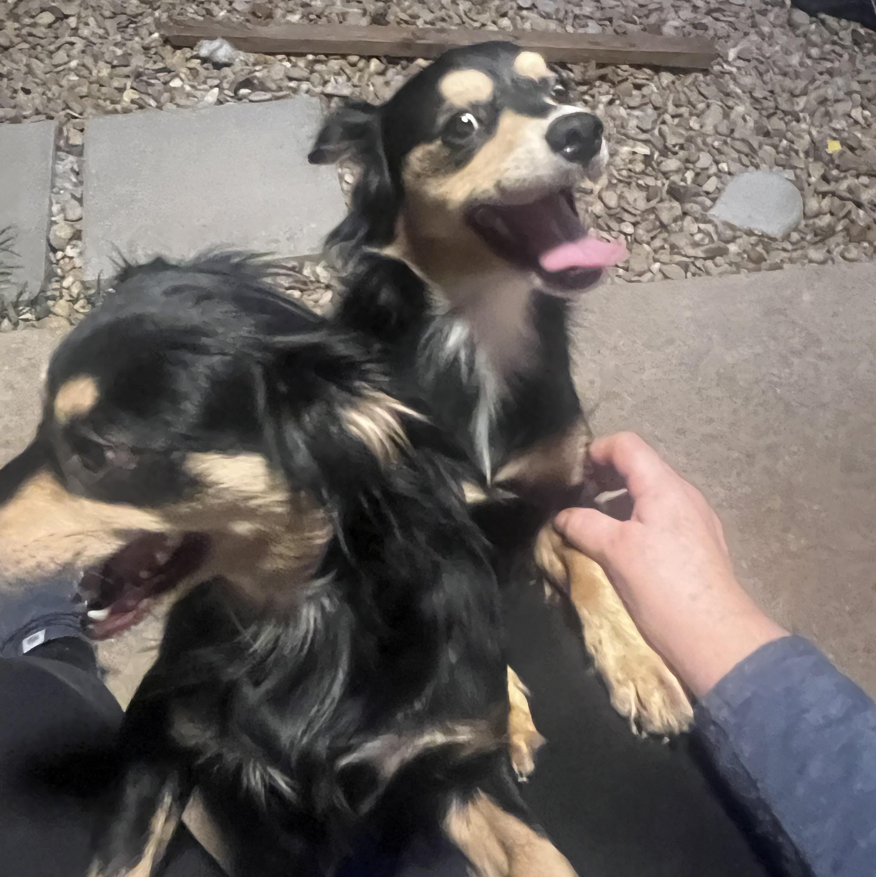 Enlarge Chanel Grace, a Adopted mixed breed in Temple, TX image 2/5