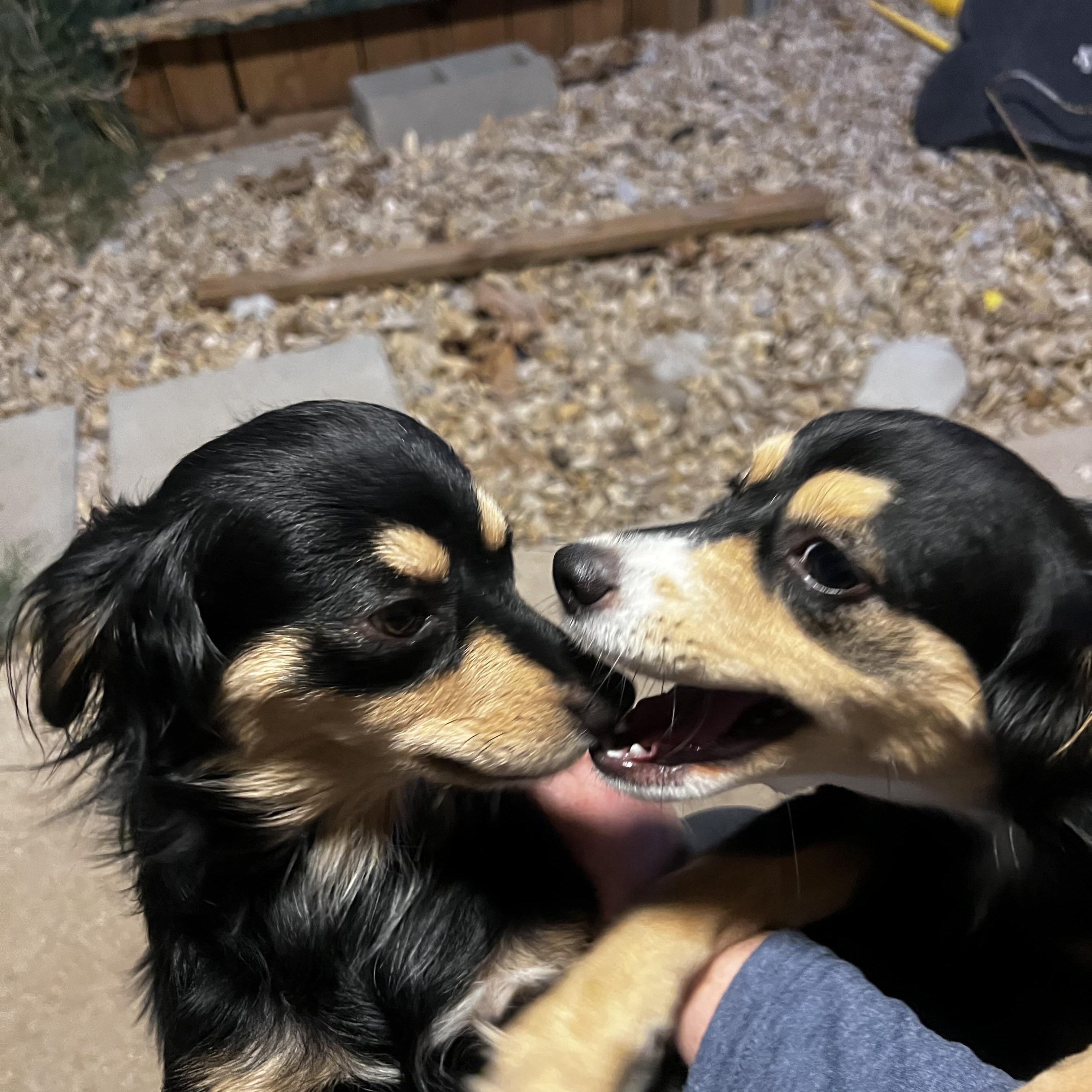 Enlarge Chanel Grace, a Adopted mixed breed in Temple, TX image 4/5