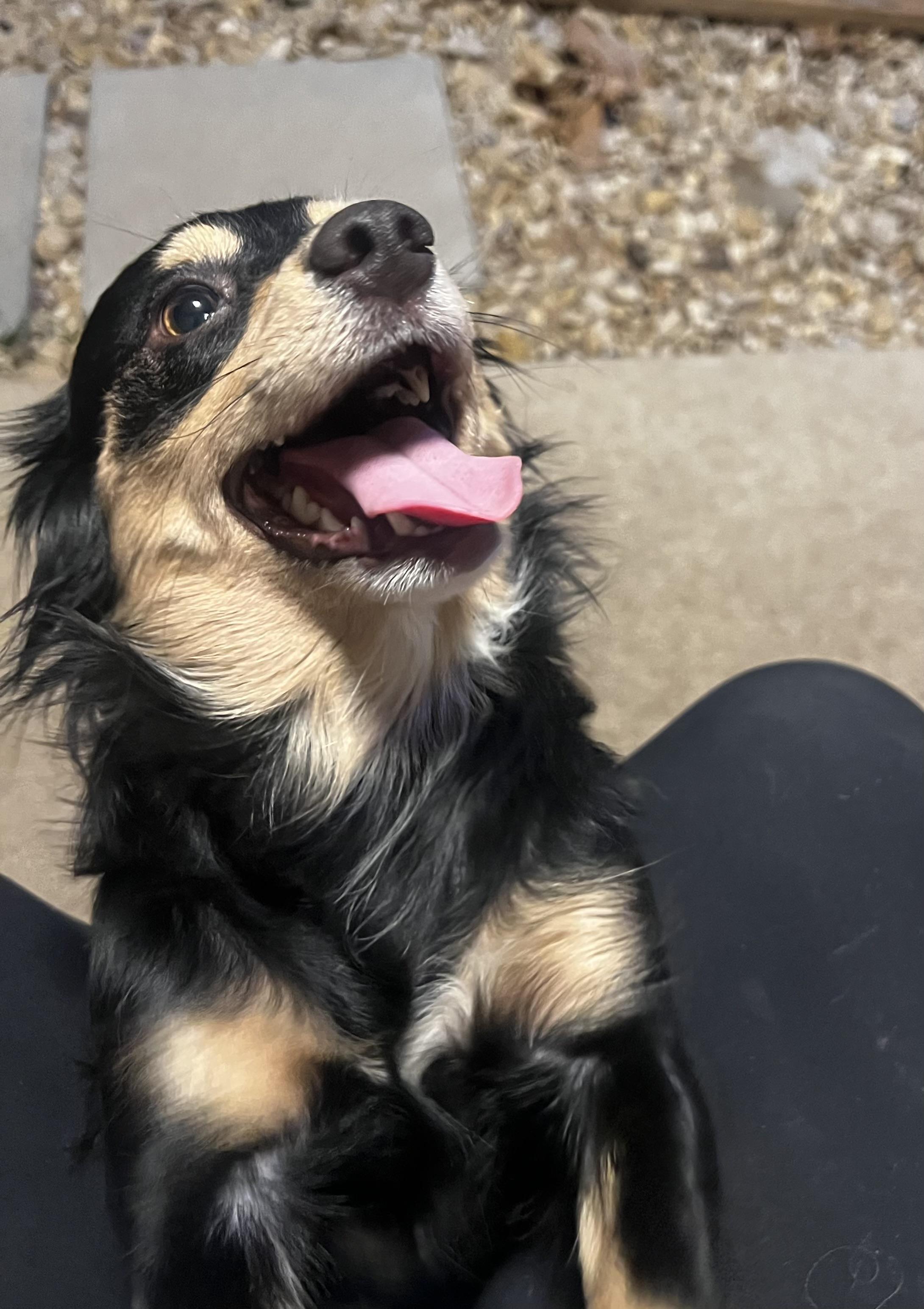 Enlarge Chanel Grace, a Adopted mixed breed in Temple, TX image 3/5