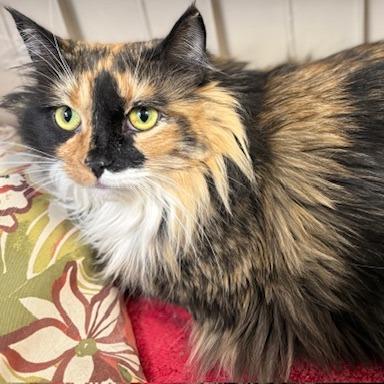 Callie Boo, Adoptable, Adult Female Domestic Short Hair.
