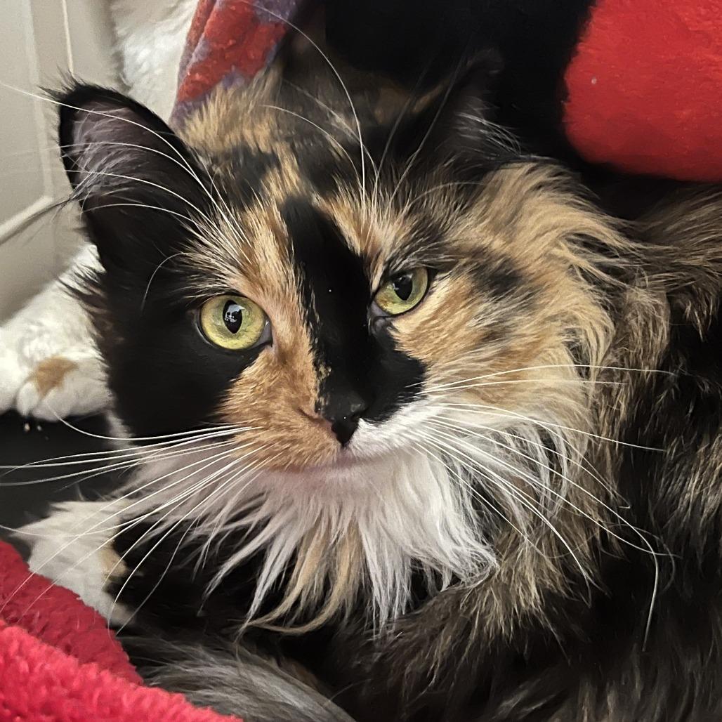 Enlarge Callie Boo, a Adoptable Domestic Short Hair in Las Vegas, NV image 2/2