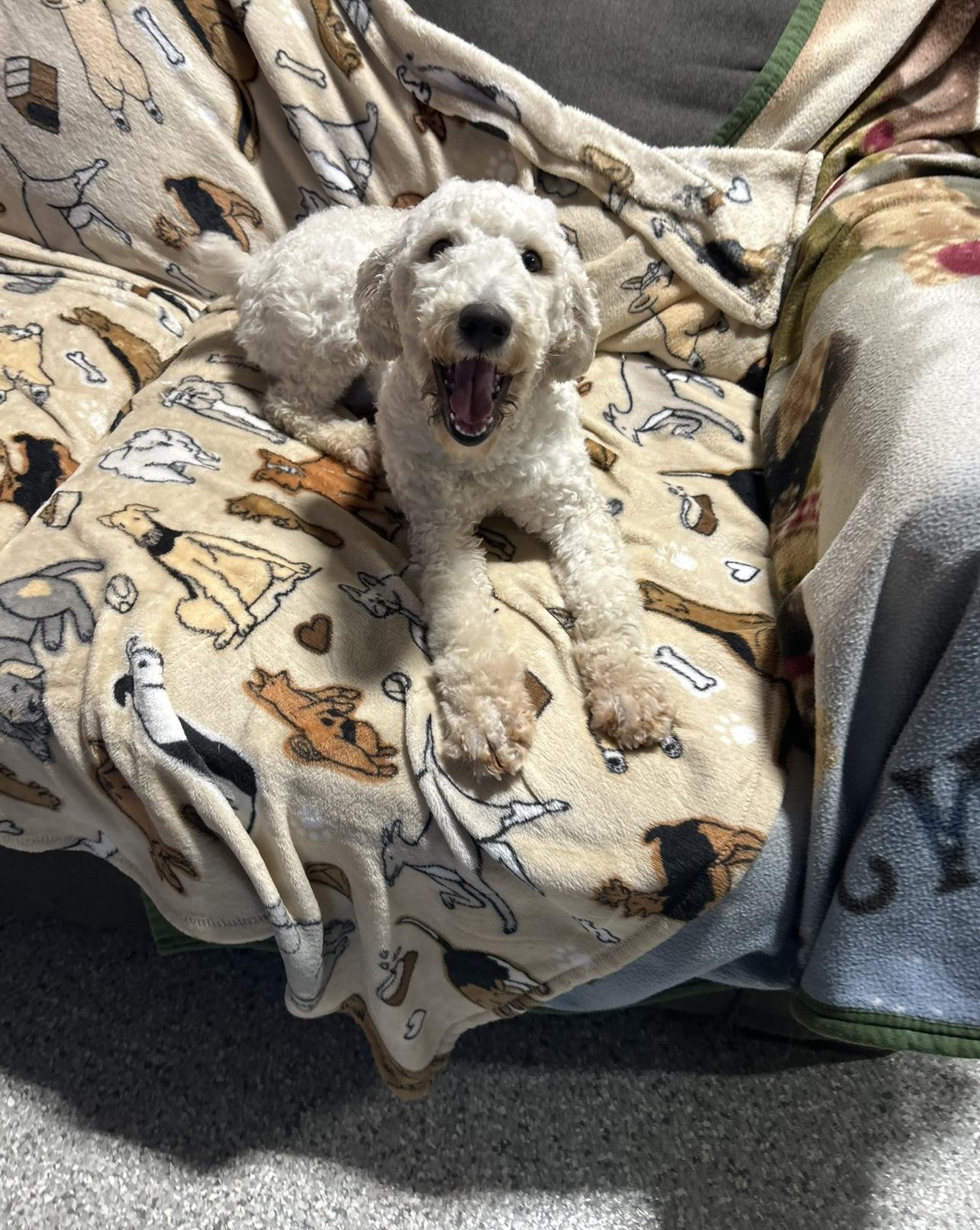 Rosie, ADOPTABLE, Puppy Female Standard Poodle.