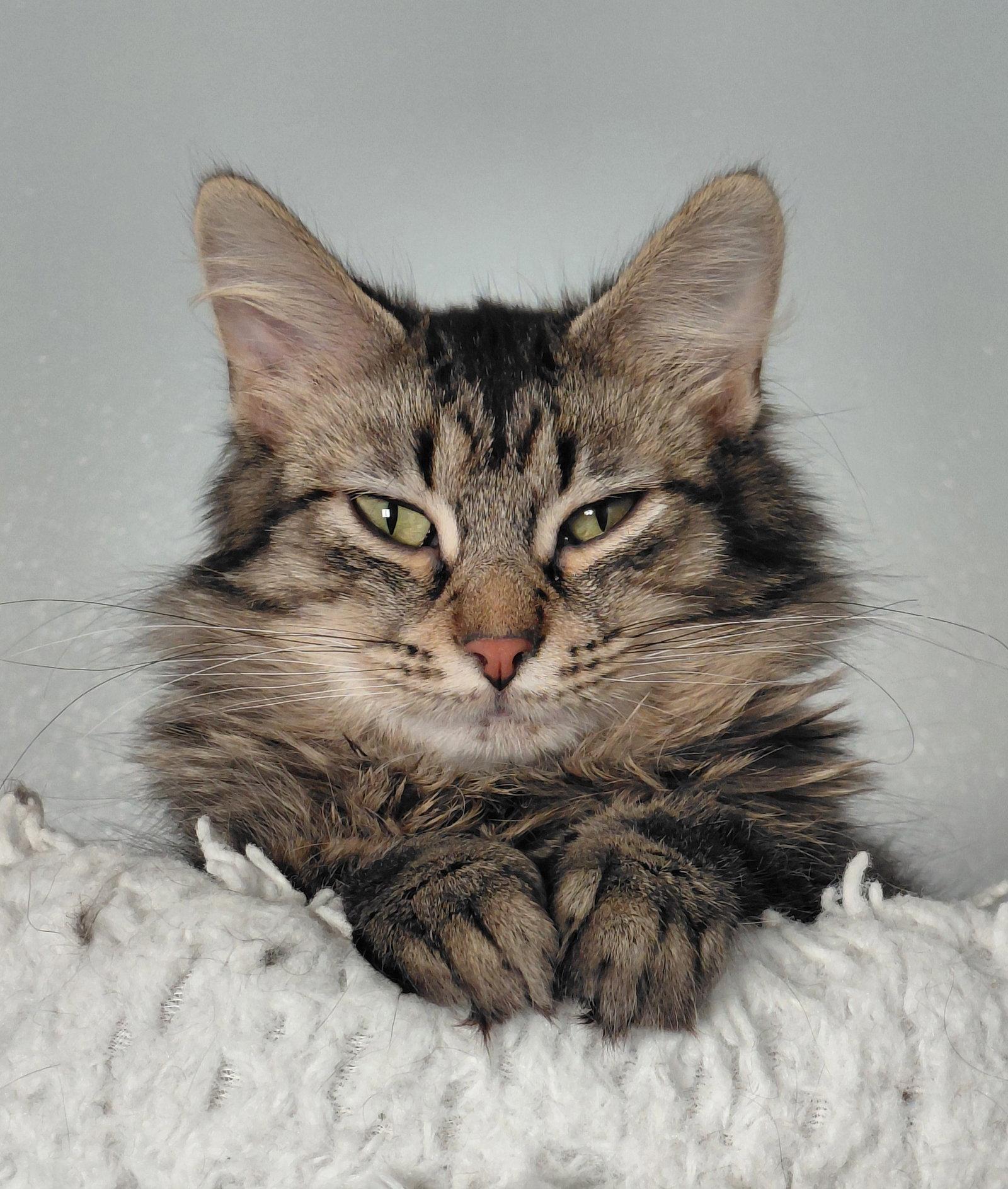 Dixie, Adoptable, Young Female Domestic Long Hair & Tabby.