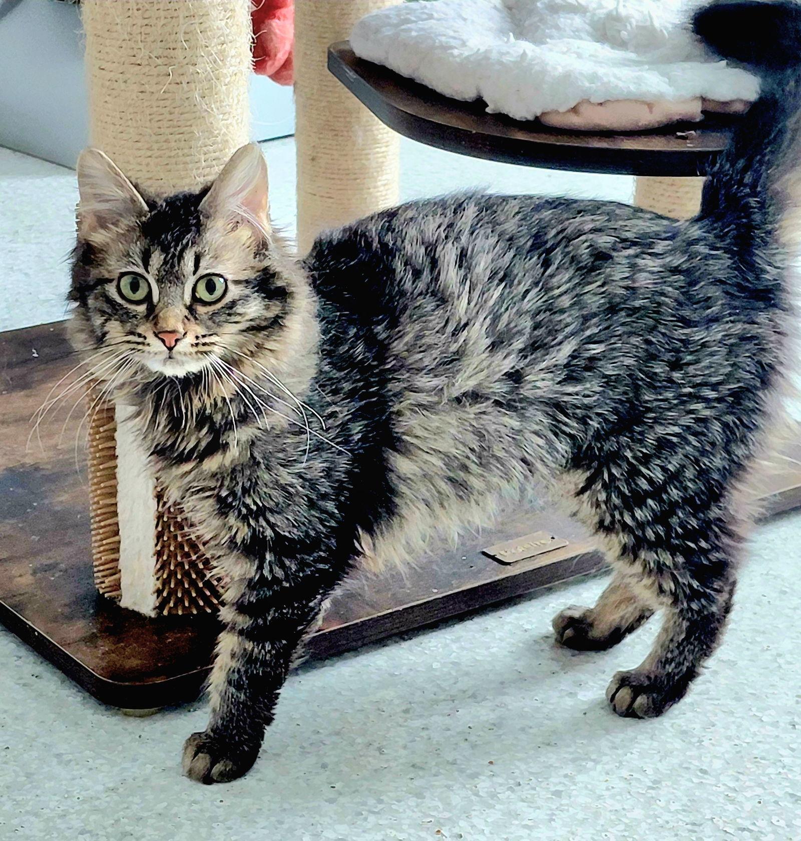 Enlarge Dixie, a Adoptable mixed breed in Montello, WI image 1/3