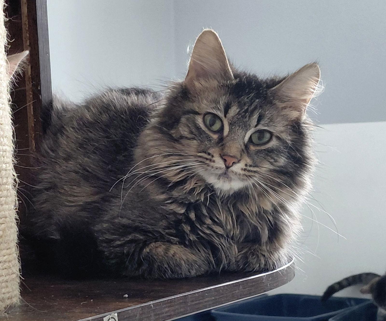 Enlarge Dixie, a Adoptable mixed breed in Montello, WI image 2/3