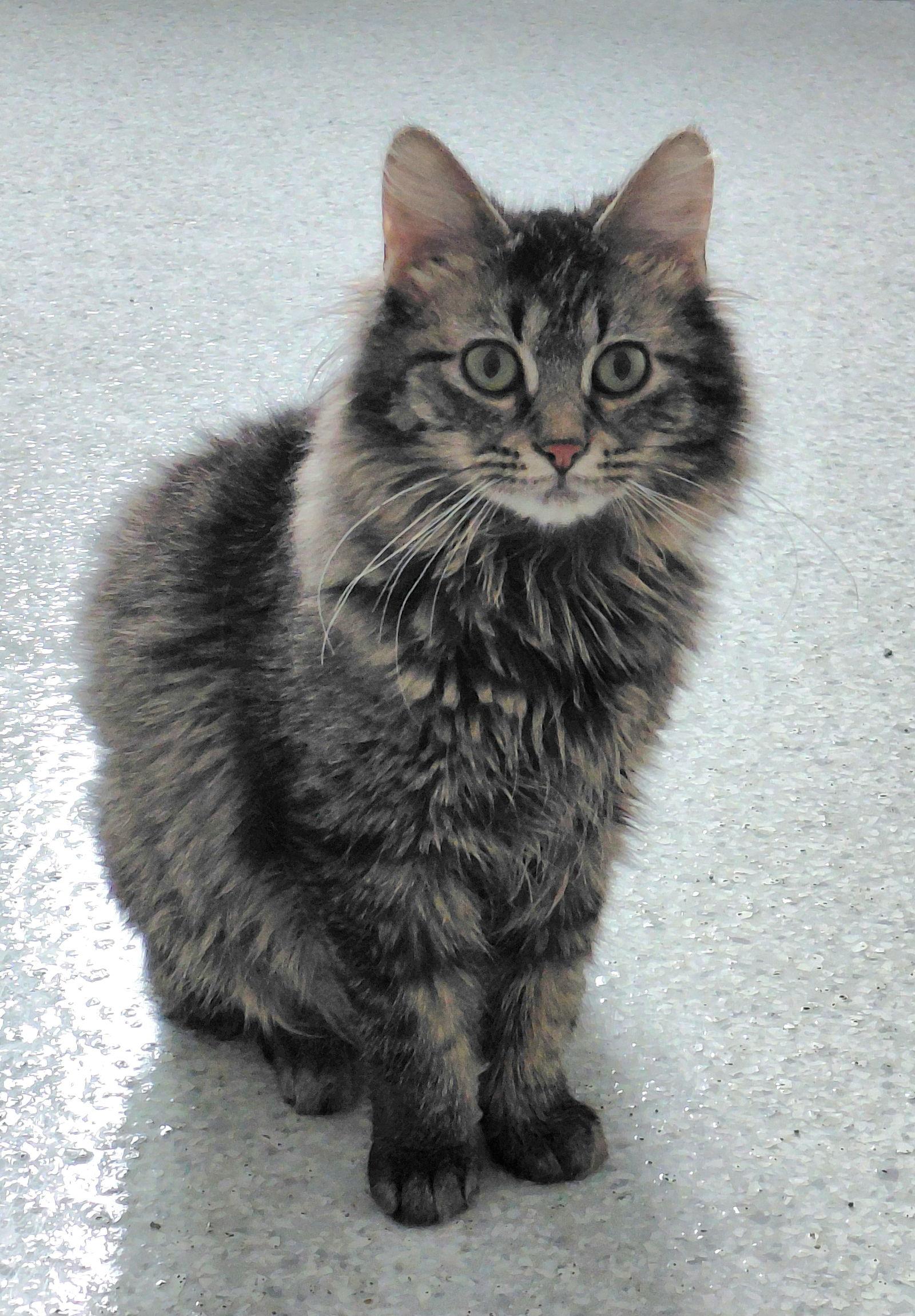 Enlarge Dixie, a Adoptable mixed breed in Montello, WI image 3/3