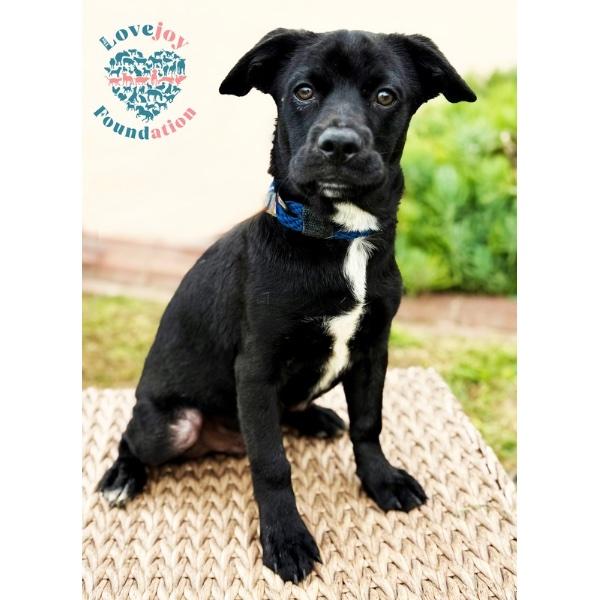 Sesame Litter-Seaweed Flake, Adopted, Puppy Male French Bulldog & Pug.