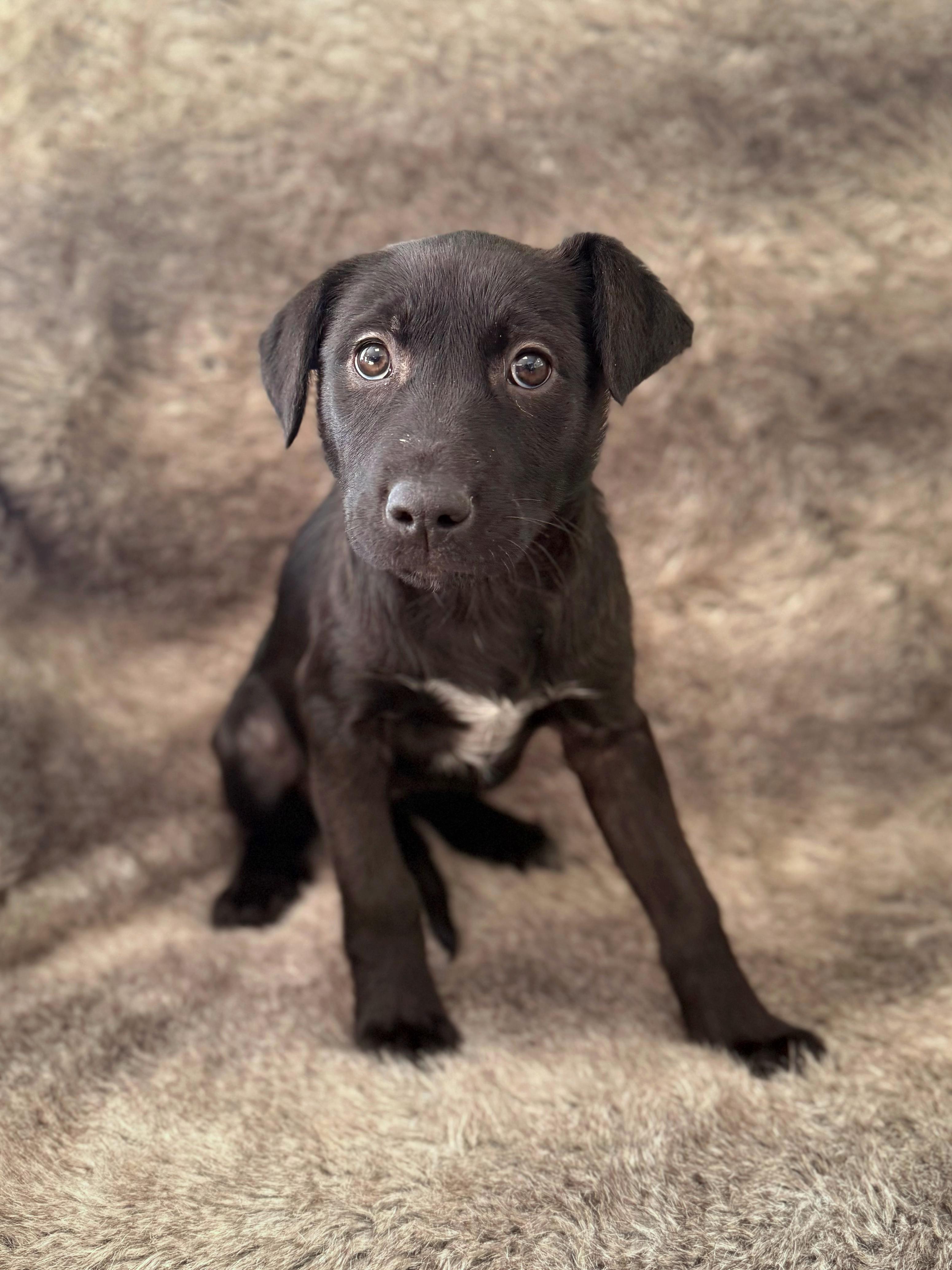 Dilly, adoptable, Puppy Female Labrador Retriever & Mixed Breed.